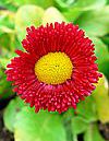 Red daisy with yellow center