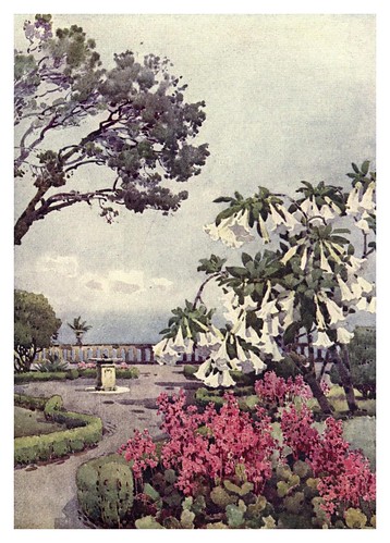 004-Arbusto de Datura en Quinta Vigia Madeira-The flowers and gardens of Madeira - Du Cane Florence 1909