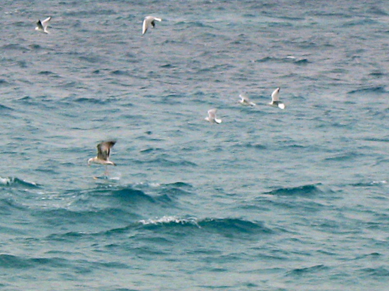 30-1-2010-seagulls
