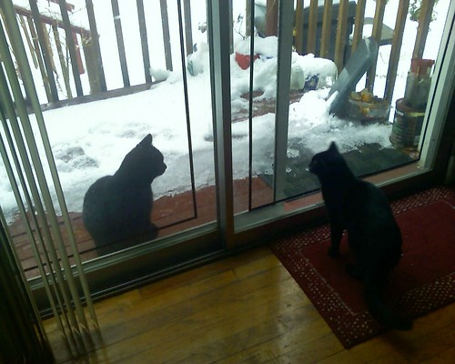 So my cat has a new black boyfriend. Alas, glass separates them.