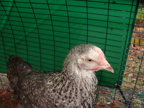 Photograph of Colette, our black and grey Cou Cou Maran Chicken. Photo by Kirsty Hall