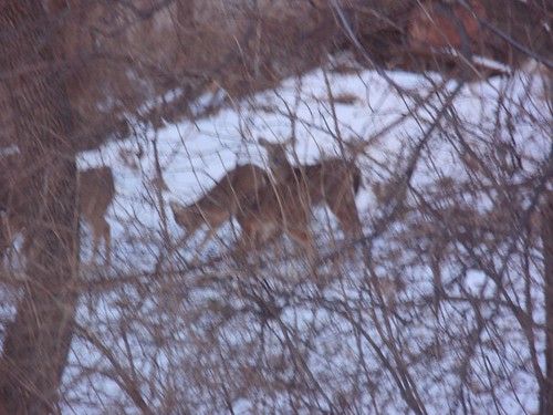02.17.10 Deer in our Backyard (3)