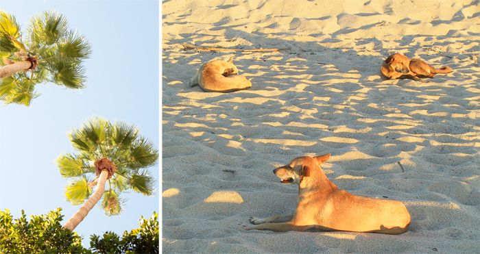 Beach Doggies & Palm Trees