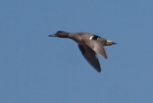 Green-wing