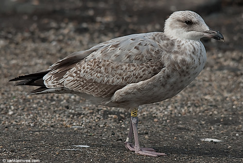 European Herring Gull, 2cy, Y[W0]
