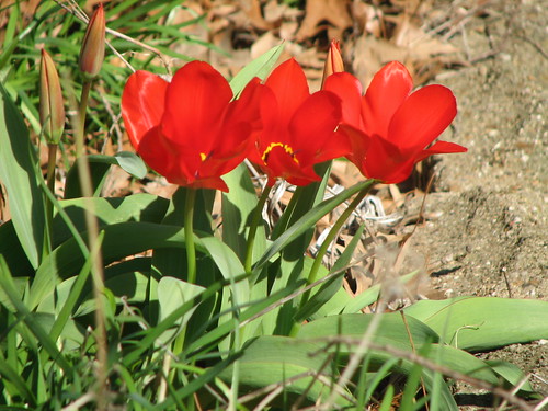 cheery tulips