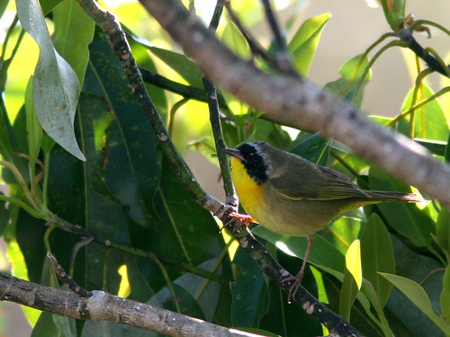 Male Common Yellowthroat 20100401