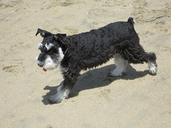 Truman's first day at Huntington Dog Beach. (03/27/2010)