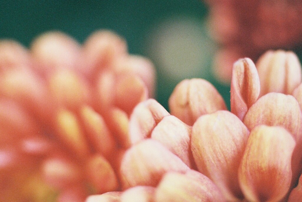 Chrysanthemum_02