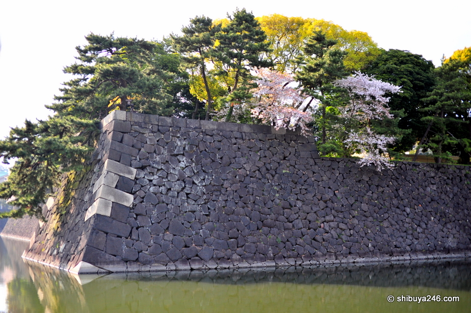 A little bit of sakura color on the moat walls.
