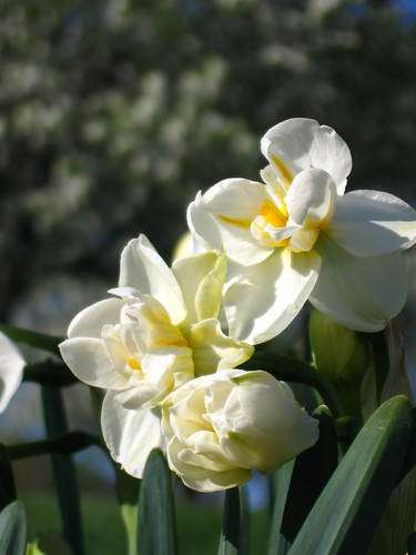 Paper White Daffodils