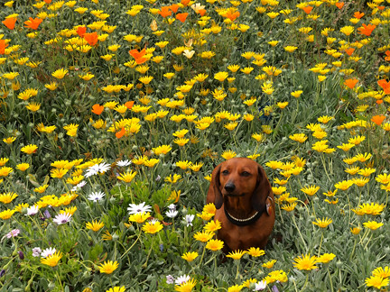 Chessie taking time to smell the flowers