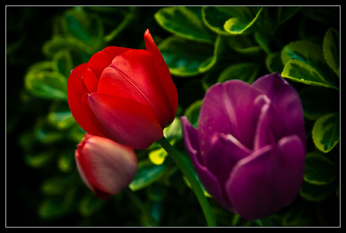 Tulipanes-8