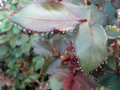 water beads on rose leaves