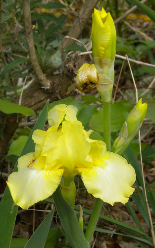 Iris - Yellow