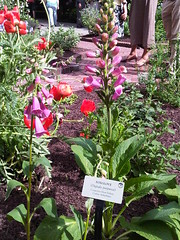 Foxglove at Benjamin Rush Medicinal Plant Garden