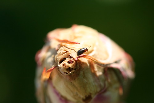 Beetle on a Dying Rose