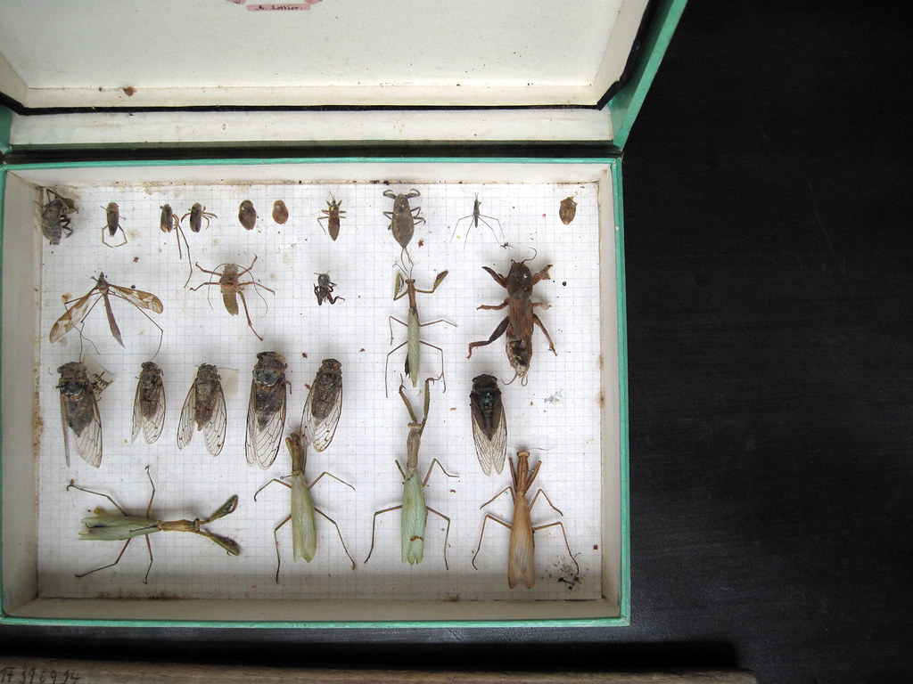 french bug collection