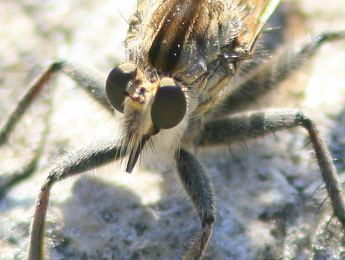 Robber Fly 2-20100524