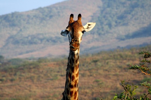 Giraffe ©  Jean & Nathalie
