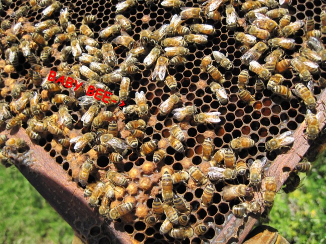 beekeeping 245 (650 x 488)