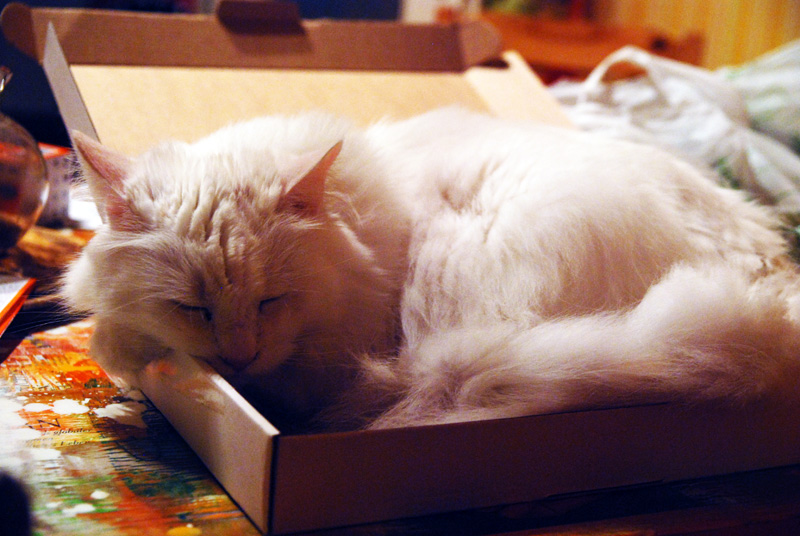 Кот и коробочки