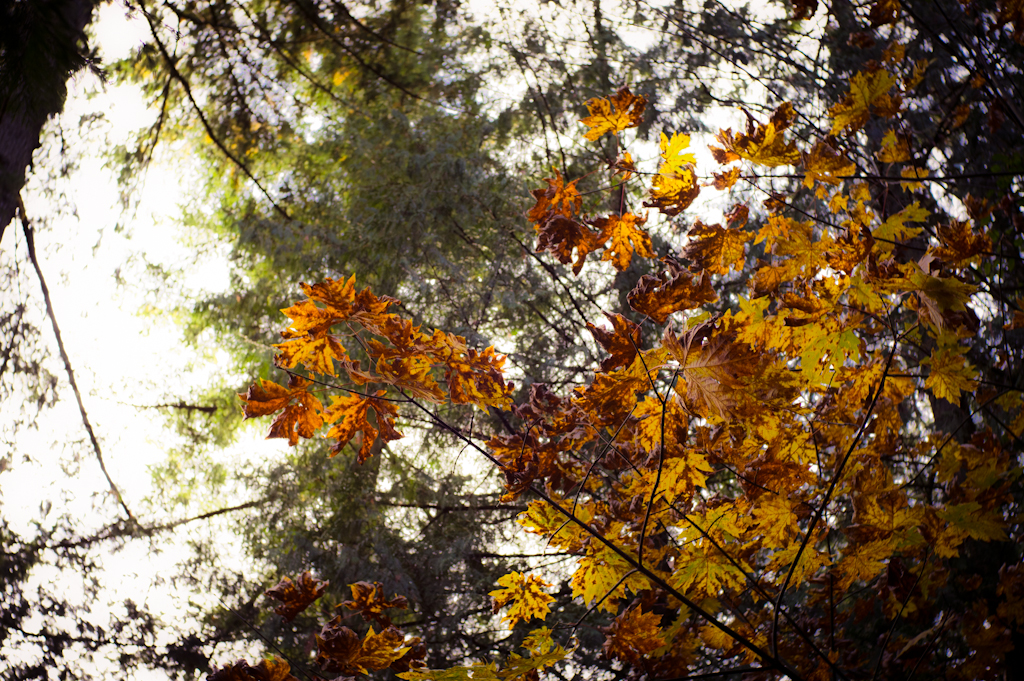 Autumn_Forests_006