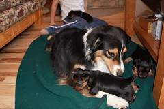 Molly with the babies