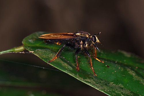 Giant Robberfly (flash)