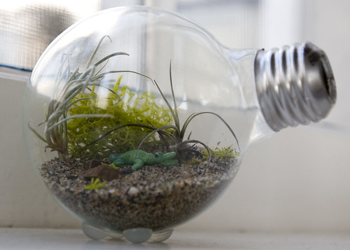 Tiny Light Bulb Terrarium | Terrarium Plants That You'll Love For Your Homestead