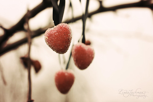 Go out on a limb, thats where the fruit is (by Linda Jackman Photo)