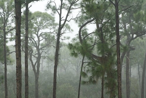 Heavy rain in Florida