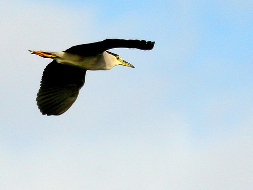 Black-crowned Night-Heron 20100215
