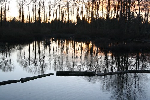 Reflective Pool with Logs