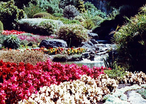 Napier, New Zealand, Centennial Garden, Flowers and rocks
