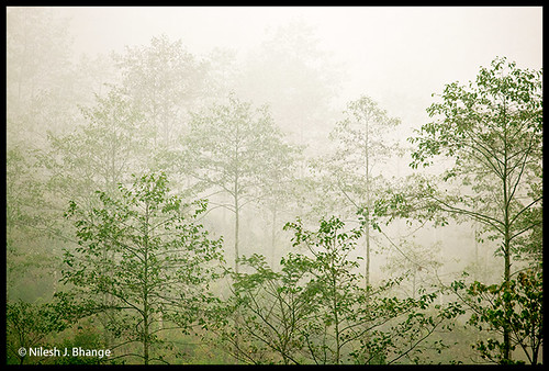 Tree & Mist