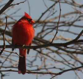 Cardinal Small