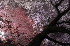 2色の桜