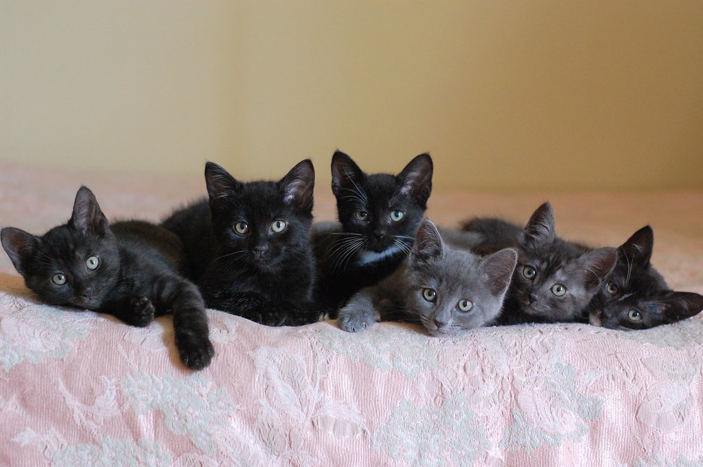 From Left to right, our current foster kittens: Ridley, Ezra, Gia, Thelma, Fern and Pia Lyttelton.    Pia and Gia are yet to be spoken for... let us know if you need a pair of sweet, adorable kitties.