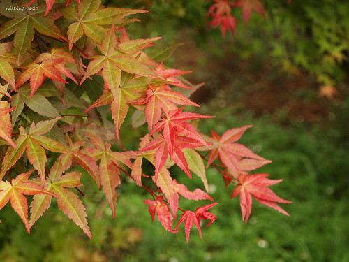 青楓 Acer Serrulatum Hayata
