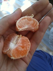 Tangerine fresh from the tree