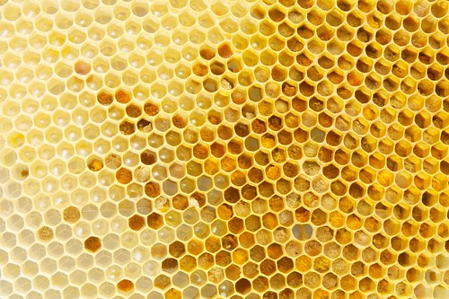 Pollen und frischer Nektar by blumenbiene, on Flickr