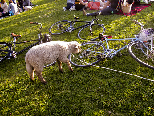 The People In Dolores Park Are Sheep