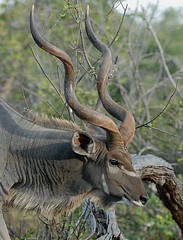 Male Kudu, Chobe National Park Botswana