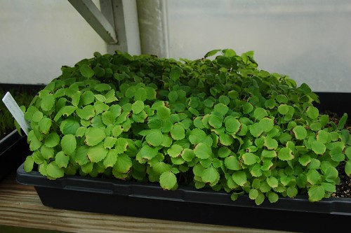 Agastache nepetoides seedlings