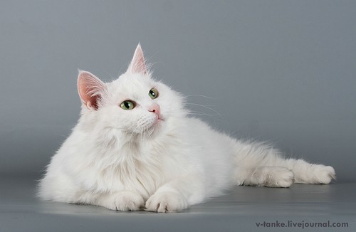 Всем поклонникам кота Пиндыка посвящается :) Pindo & Co (39)