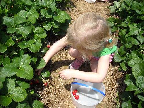 Page farm strawberry picking