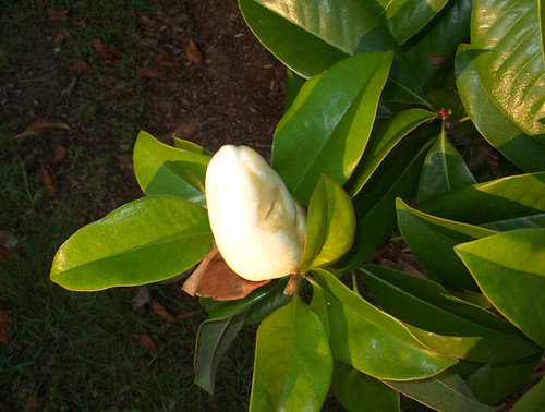 Magnolia Bud, in Brighter Sunlight, May 24, 2010