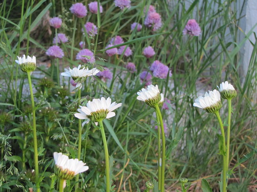chives & daisies