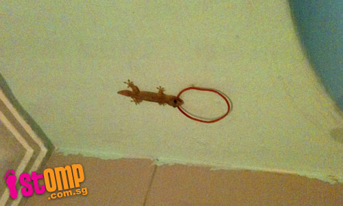  This lizard is so hungry that it's munching on a rubber band